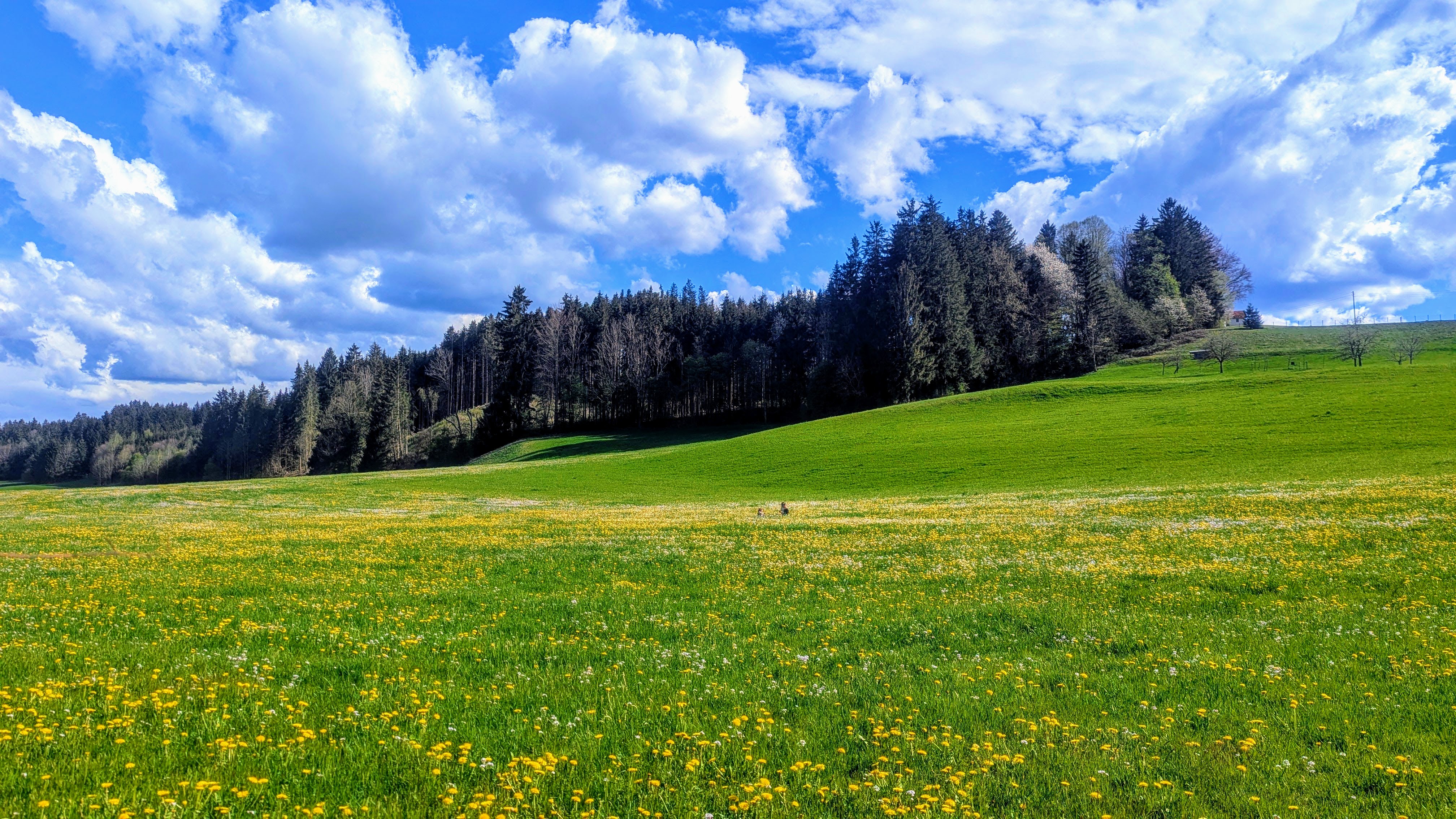 Blühende Wiese mit gelben Blumen vor bewaldetem Hang unter lebhaft bewölktem Himmel im Allgäu